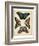 Display of Butterflies I-Vision Studio-Framed Art Print