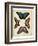 Display of Butterflies I-Vision Studio-Framed Art Print