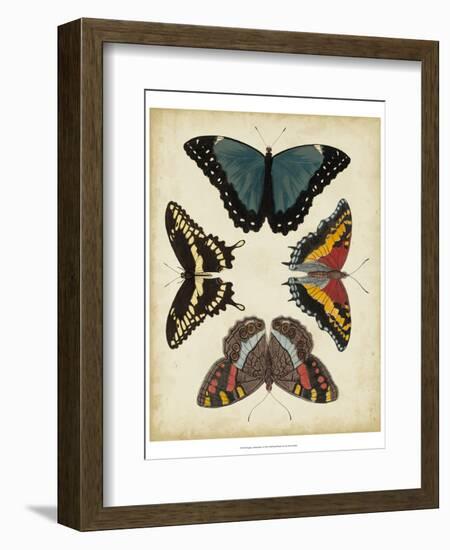 Display of Butterflies I-Vision Studio-Framed Art Print