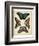 Display of Butterflies I-Vision Studio-Framed Art Print