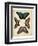 Display of Butterflies I-Vision Studio-Framed Art Print