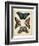 Display of Butterflies I-Vision Studio-Framed Art Print