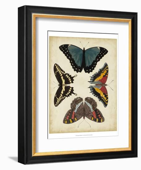 Display of Butterflies I-Vision Studio-Framed Art Print