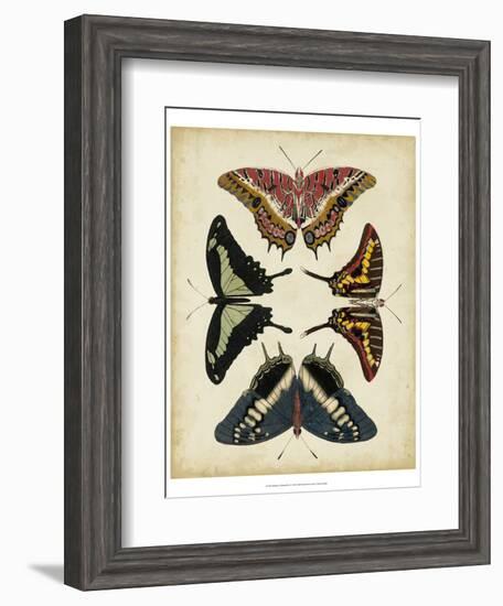 Display of Butterflies II-Vision Studio-Framed Art Print