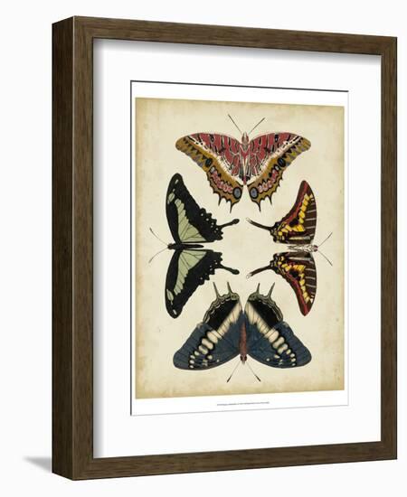 Display of Butterflies II-Vision Studio-Framed Art Print