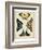 Display of Butterflies III-Vision Studio-Framed Art Print