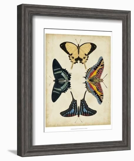 Display of Butterflies III-Vision Studio-Framed Art Print