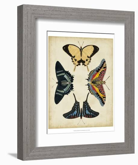 Display of Butterflies III-Vision Studio-Framed Art Print