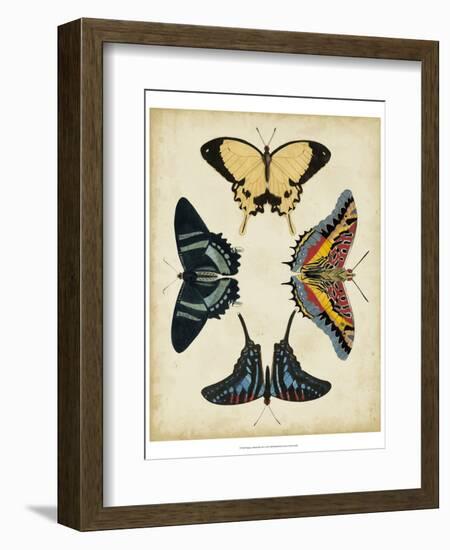 Display of Butterflies III-Vision Studio-Framed Art Print