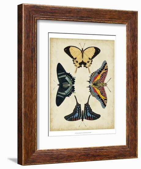 Display of Butterflies III-Vision Studio-Framed Art Print