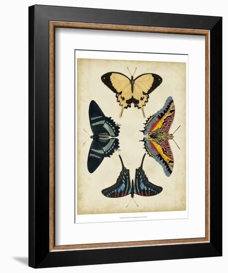 Display of Butterflies III-Vision Studio-Framed Art Print