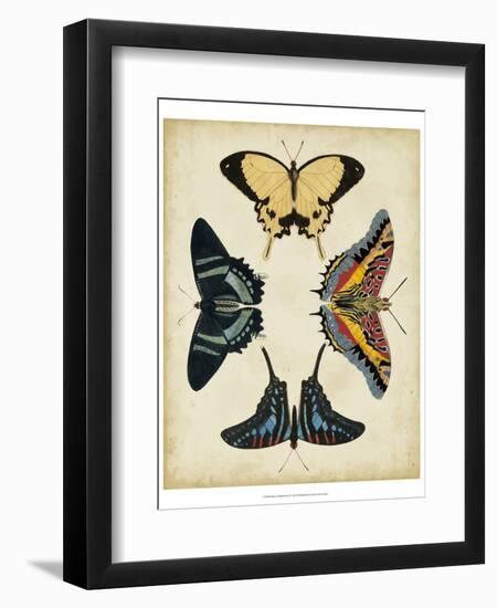 Display of Butterflies III-Vision Studio-Framed Art Print