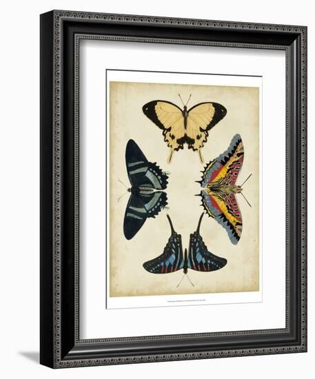 Display of Butterflies III-Vision Studio-Framed Art Print