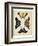 Display of Butterflies III-Vision Studio-Framed Art Print