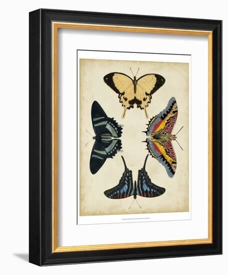 Display of Butterflies III-Vision Studio-Framed Art Print