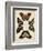 Display of Butterflies IV-Vision Studio-Framed Art Print