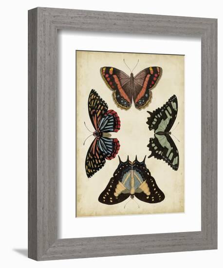 Display of Butterflies IV-Vision Studio-Framed Art Print