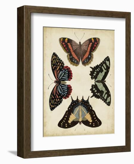 Display of Butterflies IV-Vision Studio-Framed Art Print