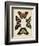 Display of Butterflies IV-Vision Studio-Framed Art Print