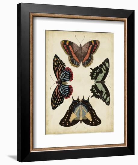 Display of Butterflies IV-Vision Studio-Framed Art Print