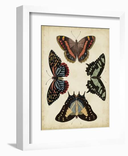Display of Butterflies IV-Vision Studio-Framed Art Print