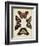 Display of Butterflies IV-Vision Studio-Framed Art Print