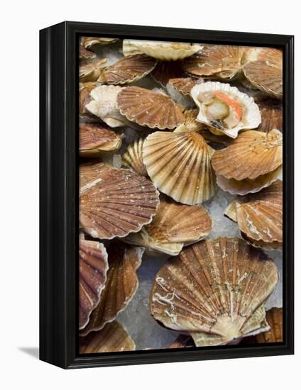 Display of Fresh Scallops, Venice, Italy-Wendy Kaveney-Framed Premier Image Canvas