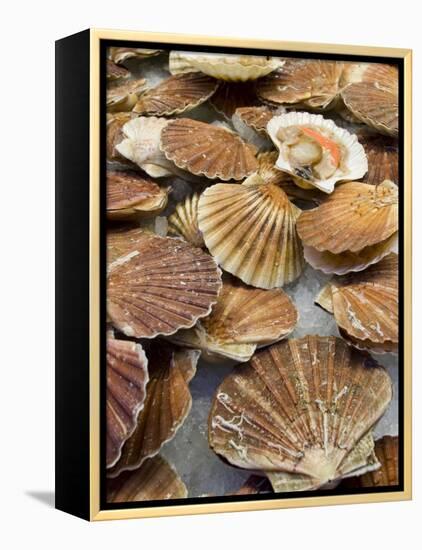 Display of Fresh Scallops, Venice, Italy-Wendy Kaveney-Framed Premier Image Canvas