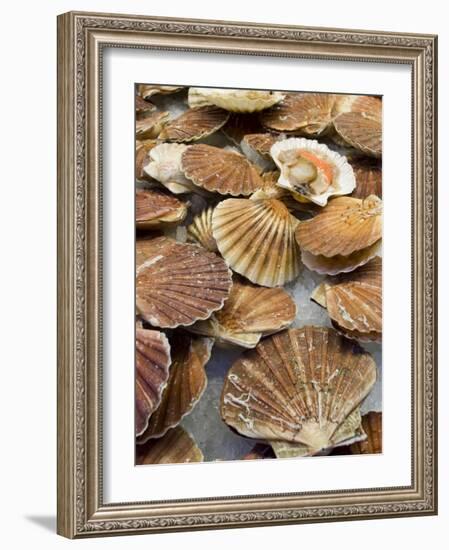 Display of Fresh Scallops, Venice, Italy-Wendy Kaveney-Framed Photographic Print