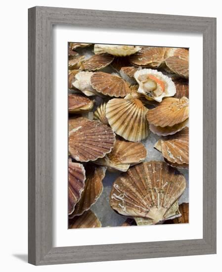 Display of Fresh Scallops, Venice, Italy-Wendy Kaveney-Framed Photographic Print