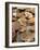 Display of Fresh Scallops, Venice, Italy-Wendy Kaveney-Framed Photographic Print