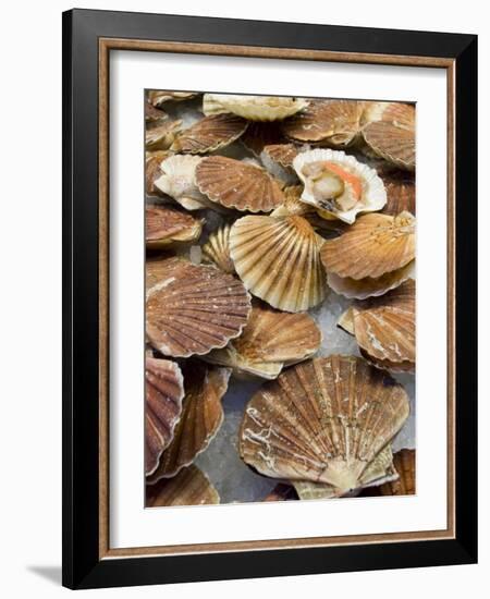 Display of Fresh Scallops, Venice, Italy-Wendy Kaveney-Framed Photographic Print