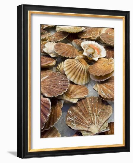 Display of Fresh Scallops, Venice, Italy-Wendy Kaveney-Framed Photographic Print