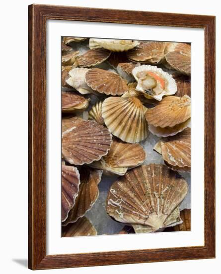 Display of Fresh Scallops, Venice, Italy-Wendy Kaveney-Framed Photographic Print