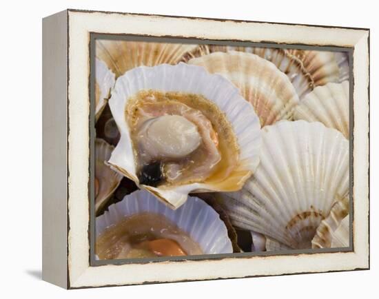 Display of Fresh Scallops, Venice, Italy-Wendy Kaveney-Framed Premier Image Canvas