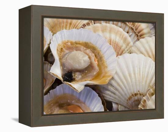 Display of Fresh Scallops, Venice, Italy-Wendy Kaveney-Framed Premier Image Canvas