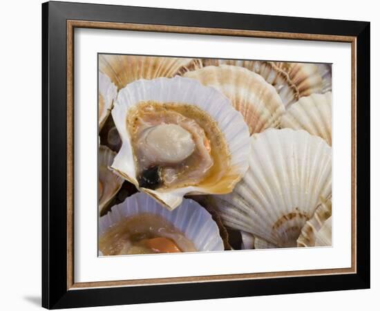 Display of Fresh Scallops, Venice, Italy-Wendy Kaveney-Framed Photographic Print