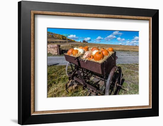 Display of Halloween Pumpkins, Hastings Mesa, Colorado - near Ridgway-null-Framed Photographic Print