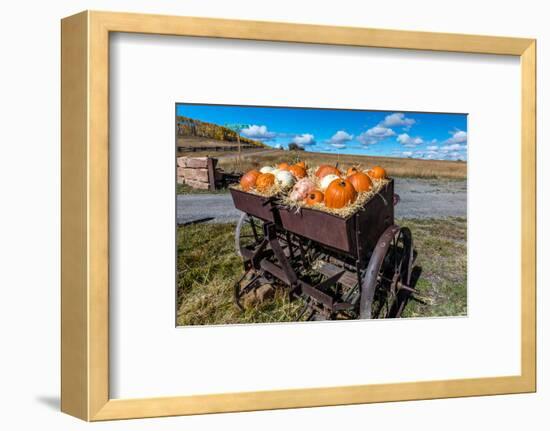 Display of Halloween Pumpkins, Hastings Mesa, Colorado - near Ridgway-null-Framed Photographic Print