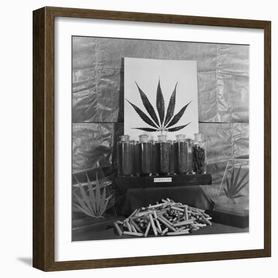 Display of Marijuana by the U.S. Treasury Department, Ca. 1940-49-null-Framed Photo
