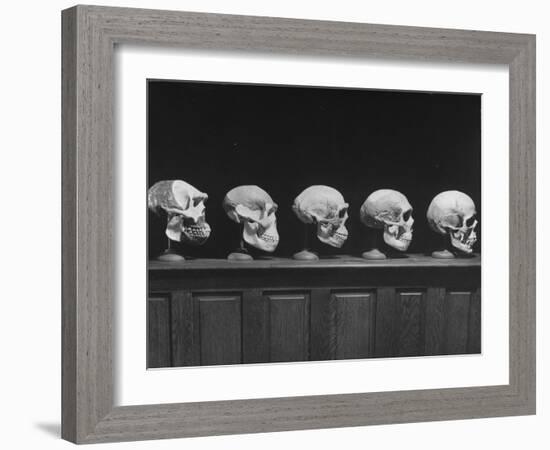 Display of Skulls Demonstrating Human Evolution-Fritz Goro-Framed Photographic Print