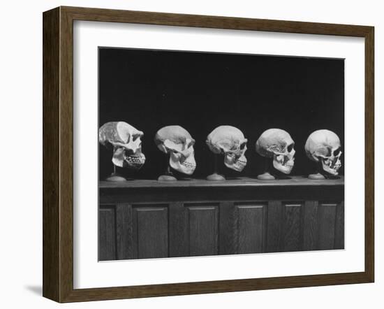 Display of Skulls Demonstrating Human Evolution-Fritz Goro-Framed Photographic Print