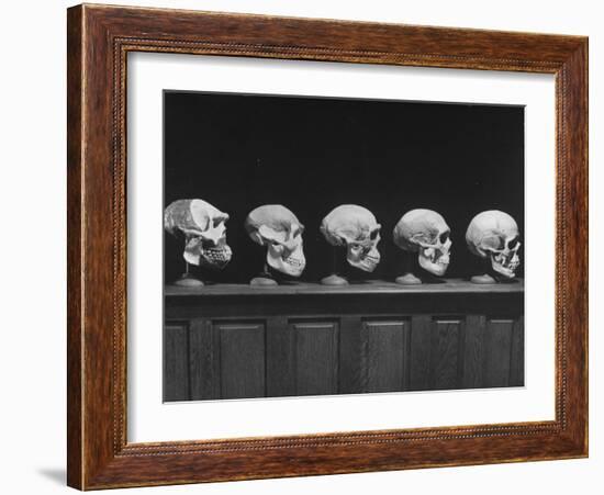 Display of Skulls Demonstrating Human Evolution-Fritz Goro-Framed Photographic Print