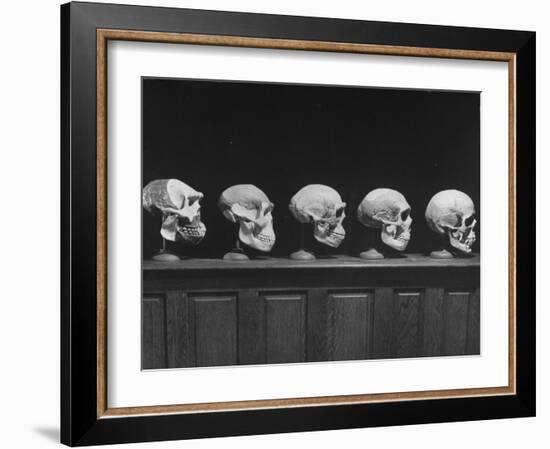 Display of Skulls Demonstrating Human Evolution-Fritz Goro-Framed Photographic Print
