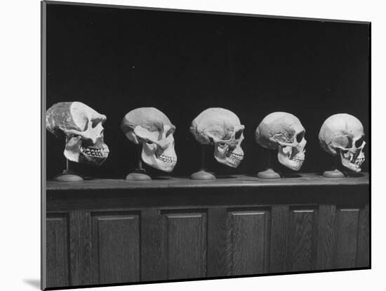 Display of Skulls Demonstrating Human Evolution-Fritz Goro-Mounted Photographic Print