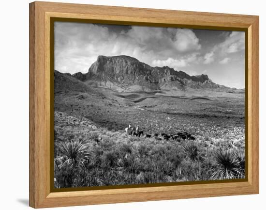Distant of Cowboys Rounding Up Cattle with Mountains in the Background Big Bend National Park-Alfred Eisenstaedt-Framed Premier Image Canvas