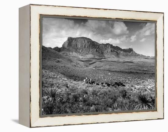 Distant of Cowboys Rounding Up Cattle with Mountains in the Background Big Bend National Park-Alfred Eisenstaedt-Framed Premier Image Canvas