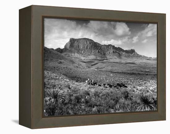 Distant of Cowboys Rounding Up Cattle with Mountains in the Background Big Bend National Park-Alfred Eisenstaedt-Framed Premier Image Canvas