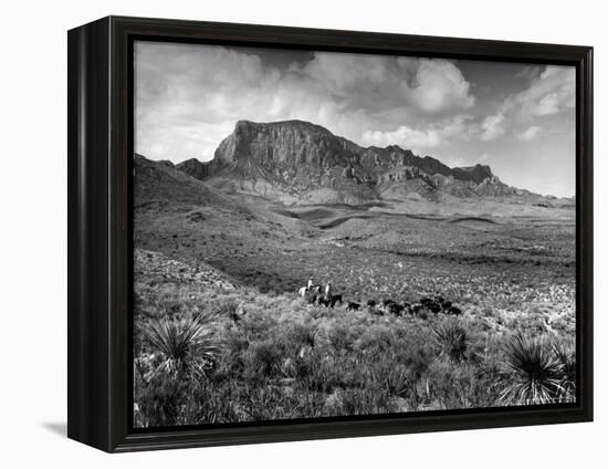 Distant of Cowboys Rounding Up Cattle with Mountains in the Background Big Bend National Park-Alfred Eisenstaedt-Framed Premier Image Canvas