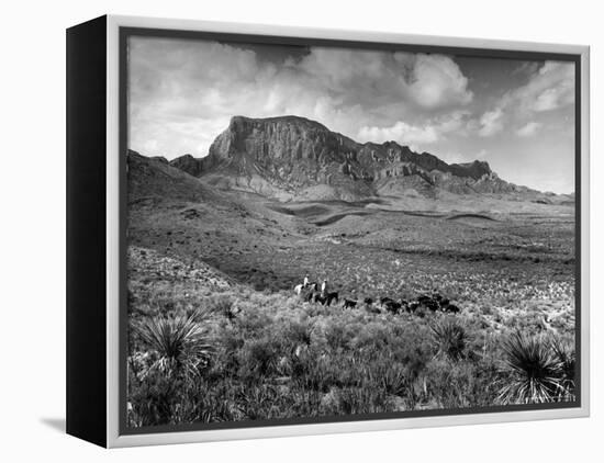 Distant of Cowboys Rounding Up Cattle with Mountains in the Background Big Bend National Park-Alfred Eisenstaedt-Framed Premier Image Canvas